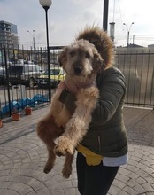 STROLCH, Hund, Terrier-Mix in Rumänien - Bild 7
