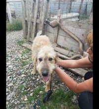STROLCH, Hund, Terrier-Mix in Rumänien - Bild 8