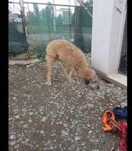 STROLCH, Hund, Terrier-Mix in Rumänien - Bild 9