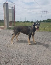DORA, Hund, Terrier-Mix in Rumänien - Bild 1