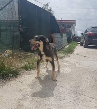DORA, Hund, Terrier-Mix in Rumänien - Bild 10