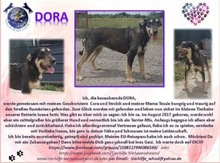 DORA, Hund, Terrier-Mix in Rumänien - Bild 2