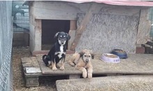 DORA, Hund, Terrier-Mix in Rumänien - Bild 4