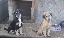 DORA, Hund, Terrier-Mix in Rumänien - Bild 5