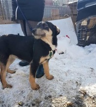 DORA, Hund, Terrier-Mix in Rumänien - Bild 8