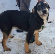 DORA, Hund, Terrier-Mix in Rumänien - Bild 9
