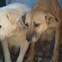 YELLY, Hund, Mischlingshund in Rumänien - Bild 10