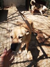 YELLY, Hund, Mischlingshund in Rumänien - Bild 2