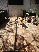 YELLY, Hund, Mischlingshund in Rumänien - Bild 4