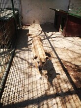 YELLY, Hund, Mischlingshund in Rumänien - Bild 5