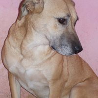 YELLY, Hund, Mischlingshund in Rumänien - Bild 6