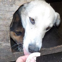 KIMBA, Hund, Mischlingshund in Rumänien - Bild 2