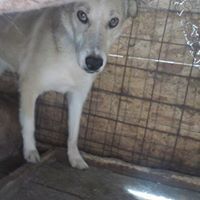 KIMBA, Hund, Mischlingshund in Rumänien - Bild 3
