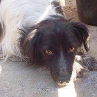 SAMY, Hund, Mischlingshund in Rumänien - Bild 10