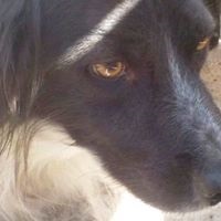 SAMY, Hund, Mischlingshund in Rumänien - Bild 12