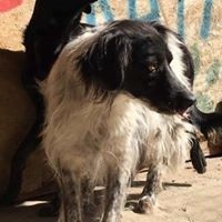 SAMY, Hund, Mischlingshund in Rumänien - Bild 13
