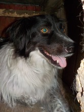 SAMY, Hund, Mischlingshund in Rumänien - Bild 14