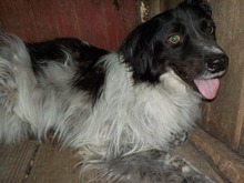 SAMY, Hund, Mischlingshund in Rumänien - Bild 16