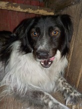SAMY, Hund, Mischlingshund in Rumänien - Bild 17