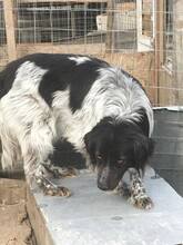 SAMY, Hund, Mischlingshund in Rumänien - Bild 18
