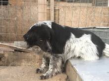 SAMY, Hund, Mischlingshund in Rumänien - Bild 20