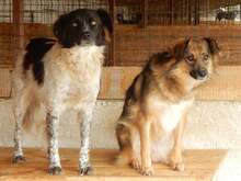 SAMY, Hund, Mischlingshund in Rumänien - Bild 3