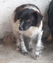 SAMY, Hund, Mischlingshund in Rumänien - Bild 6