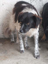 SAMY, Hund, Mischlingshund in Rumänien - Bild 7