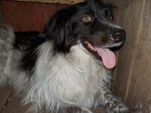 SAMY, Hund, Mischlingshund in Rumänien - Bild 8