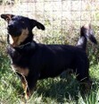 OBELIX, Hund, Mischlingshund in Kroatien - Bild 1