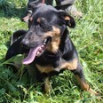 OBELIX, Hund, Mischlingshund in Kroatien - Bild 2