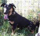 OBELIX, Hund, Mischlingshund in Kroatien - Bild 3