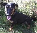 OBELIX, Hund, Mischlingshund in Kroatien - Bild 4