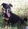 OBELIX, Hund, Mischlingshund in Kroatien - Bild 5