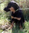 OBELIX, Hund, Mischlingshund in Kroatien - Bild 6