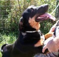 OBELIX, Hund, Mischlingshund in Kroatien - Bild 7