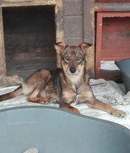 XENIA, Hund, Mischlingshund in Rumänien - Bild 1