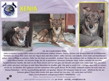 XENIA, Hund, Mischlingshund in Rumänien - Bild 2