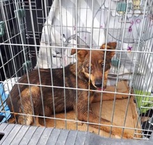 XENIA, Hund, Mischlingshund in Rumänien - Bild 4