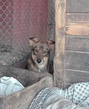XENIA, Hund, Mischlingshund in Rumänien - Bild 8