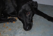 PHOEBE, Hund, Labrador-Mix in Rumänien - Bild 1