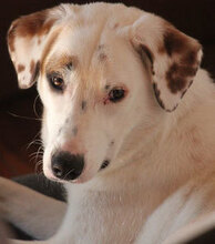 JOY, Hund, Mischlingshund in Antrifttal - Bild 1
