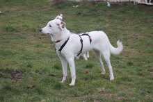 JOY, Hund, Mischlingshund in Antrifttal - Bild 2