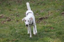JOY, Hund, Mischlingshund in Antrifttal - Bild 5