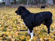 LADY, Hund, Mischlingshund in Münster - Bild 15