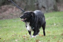 LADY, Hund, Mischlingshund in Münster - Bild 16