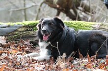 LADY, Hund, Mischlingshund in Münster - Bild 17