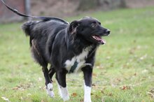 LADY, Hund, Mischlingshund in Münster - Bild 20