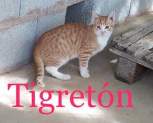 TIGRETON, Katze, Europäisch Kurzhaar in Spanien - Bild 1