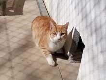 TIGRETON, Katze, Europäisch Kurzhaar in Spanien - Bild 2